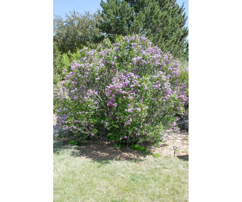 Persian Lilac